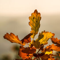 Buntes Herbstlaub, Eichenlaub, Zweig by Thomas Richter