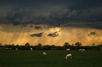 Schafe in Gefahr - Sheep in danger von Markus Hartung