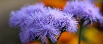 Poster# Leipzig, Sommer, Ageratum Blume von aaristoteles