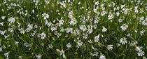 Blüten auf der Wiese von Eric Fischer