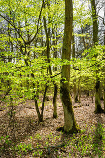 Wald im Frühling 16 von Erhard Hess