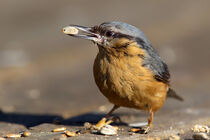 Kleiber (Sitta europaea) von Dirk Rüter