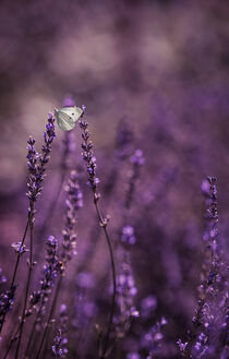 Lavendel by Anneliese Grünwald-Märkl