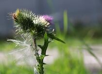 leipzig, sommer, pflanze, grün, abstrakt von aaristoteles