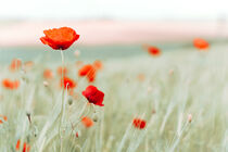 Mohn im Getreidefeld von foxografie