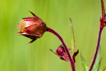 Wunder der Natur von tart