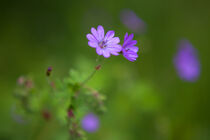 Frühlingsblüte von tart