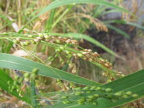 Echte Hirse, Rispenhirse, Panicum miliaceum by Heike Rau