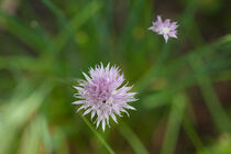 Schnittlauchblüte by Petra Dreiling-Schewe