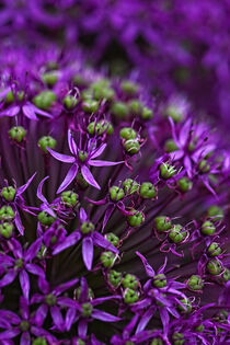 Blüte aus der Lauchdolde by Eric Fischer