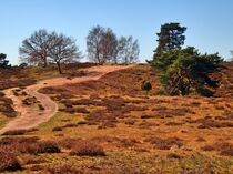 Heide Panorama von Edgar Schermaul