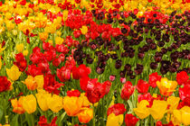 the blossoming of tulips in a park von susanna mattioda