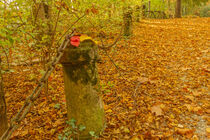 an avenue of a park in the fall von susanna mattioda