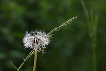 Pusteblume und Grashalm von Eric Fischer