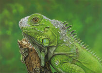 Iguana von Isabel Conradi