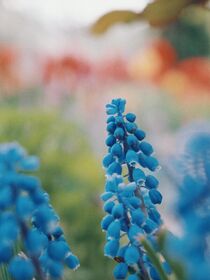 Muscari von Andrei Grigorev