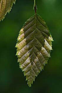 Blatt mit Schatten von Eric Fischer