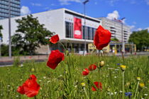 Summer in the city - Mohnblumen in Berlin by Christian Behring