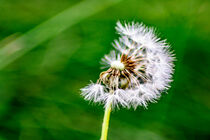 The Dandelion by Michael Naegele