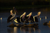 The Pelican Band by td-photography