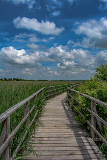 Bad Buchau : Federsee Steg by Michael Naegele