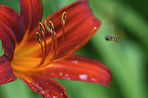 Rote Blüte anfliegen by Eric Fischer