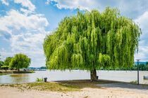 Rhein bei Heidenfahrt 18 von Erhard Hess