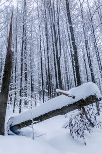 Winterwald by Dirk Rüter