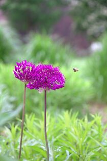 leipzig, sommer, abend, blume, lila, zierlauch allium, pflanze, grün, VIII by aaristoteles