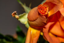 Flora : Rose buds von Michael Naegele