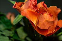 Flora : Rose buds von Michael Naegele