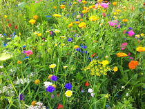 Wunderschöne Wildblumenwiese in Dillenburg von Mellieha Zacharias