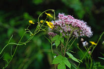 Verschiedene Blüten von Eric Fischer