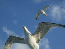 seagulls by Ferda demir