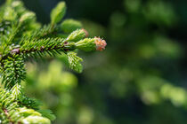 Detail of a fir branch against green blurry background by Margit Kluthke