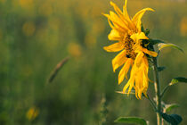 Sonnenblume von Iryna Mathes