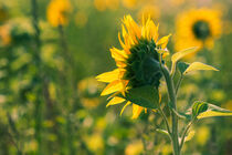 Sonnenblume von Iryna Mathes