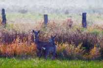 Rehe auf einer Wiese im Havelland. Morgenstimmung. by havelmomente