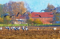 Kraniche rasten auf einem Feld im Herbst. Havelland by havelmomente