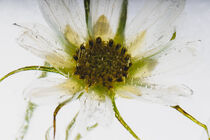 Weiße Cosmea in Eis 1 von Marc Heiligenstein