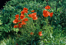 MOHNBLUMEN. Bodensee-Insel Mainau. von li-lu