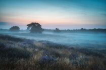 Frühnebel in der Heide by Steffen Peters