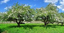 Obstblüte von Edgar Schermaul