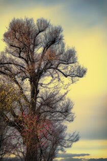 Morgen-Abend Baum von matthias-edition