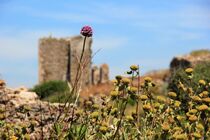 Blumen vor einer Ruine von Birte Gernhardt