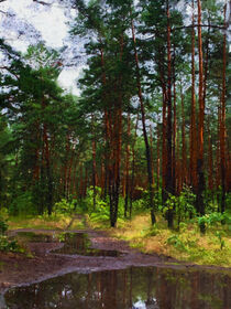 Waldweg durch Kiefernwald nach dem Regen. Gemalt. by havelmomente