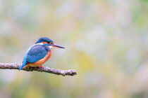 Eisvogel (Alcedo atthis) von Dirk Rüter