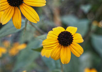 Gelbe Blumen von Mario Schlack