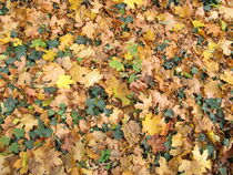 Erdboden mit Efeu und Ahornblättern im Spätherbst im Garten