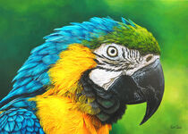 Coco - The Macaw by Isabel Conradi